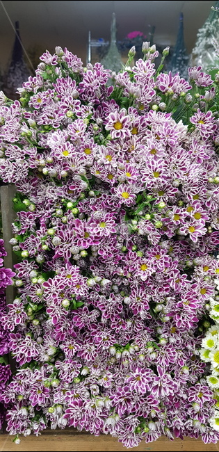 꽃,flower,blossom,꽃시장,보라색꽃,식물
