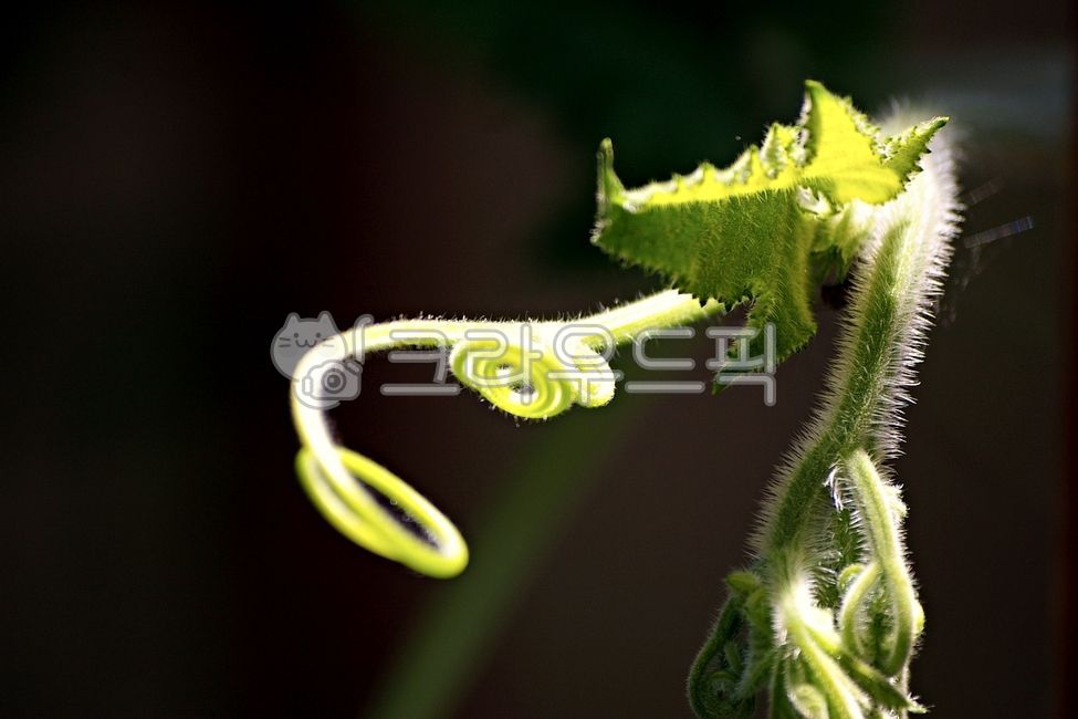 호박줄기,애호박줄기,줄기,호박,pumpkinstem,zucchinistem,stem,zucchini