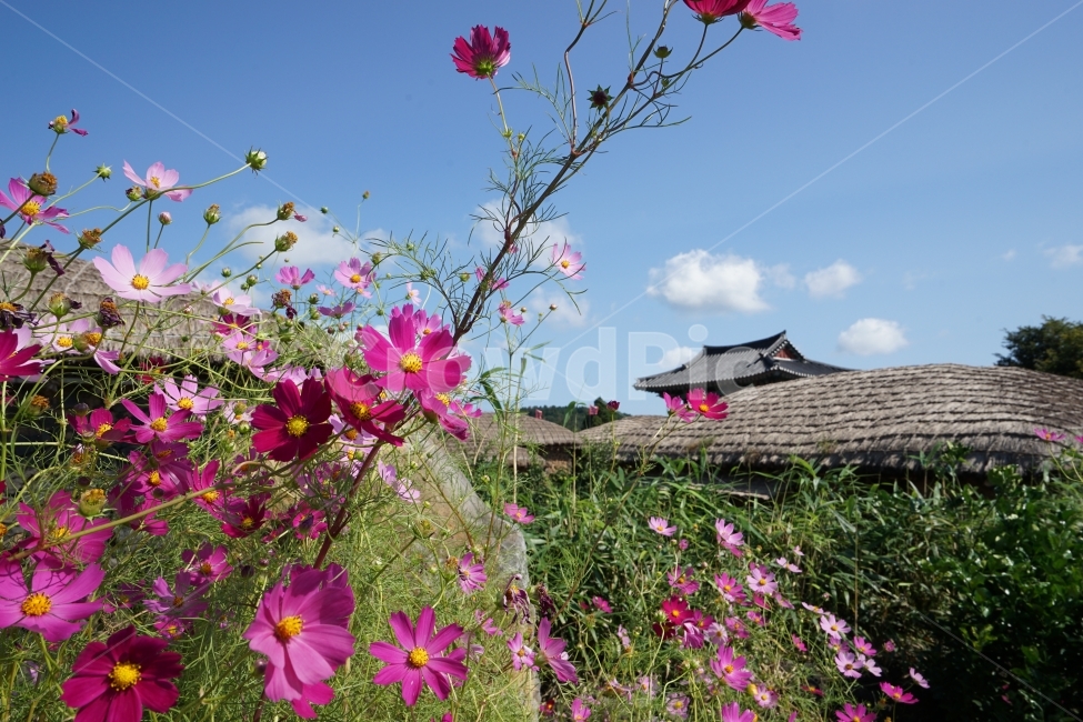제주도,코스모스,가을,하늘,자연,가을,계절,fall,autumn,season,시골,마을,풍경,landscape,country,rural,town,한국전통,한국문화,korean traditional,korean culture,식물,자연,plants,nature,꽃,flower