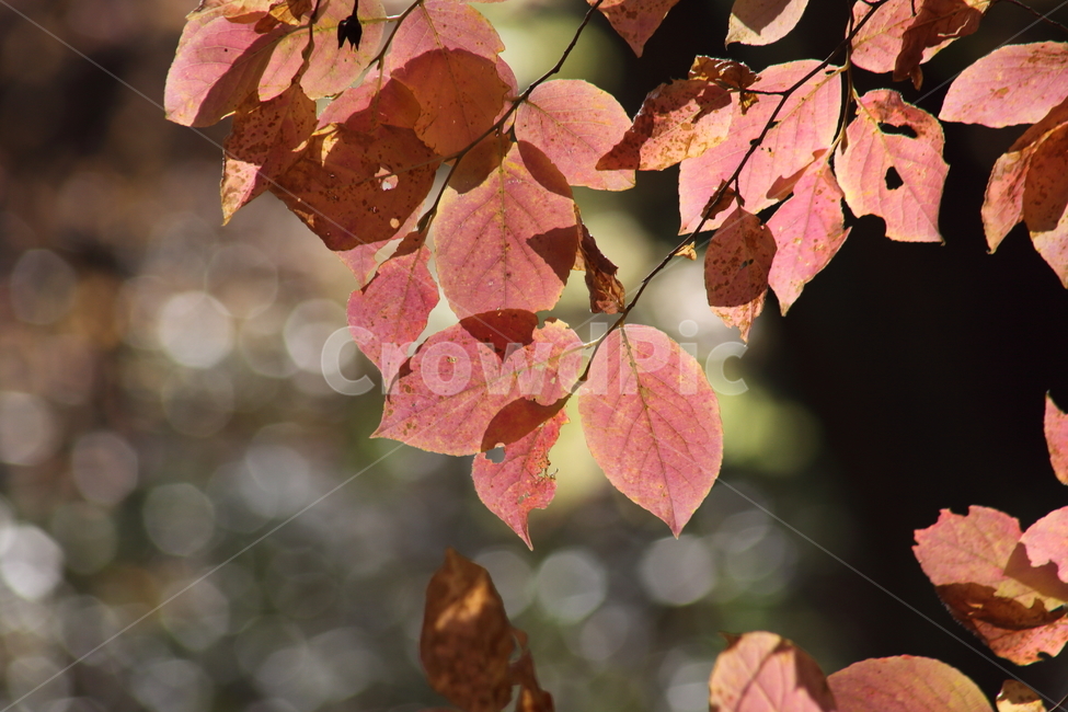 leaf,잎,단풍,plant,redleaves,가을,가을,계절,fall,autumn,season,식물,자연,plants,nature