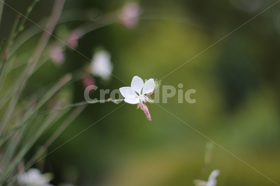 꽃,plant,flower,식물,가우라,백그라운드,배경사진,식물,자연,plants,nature,꽃,flower