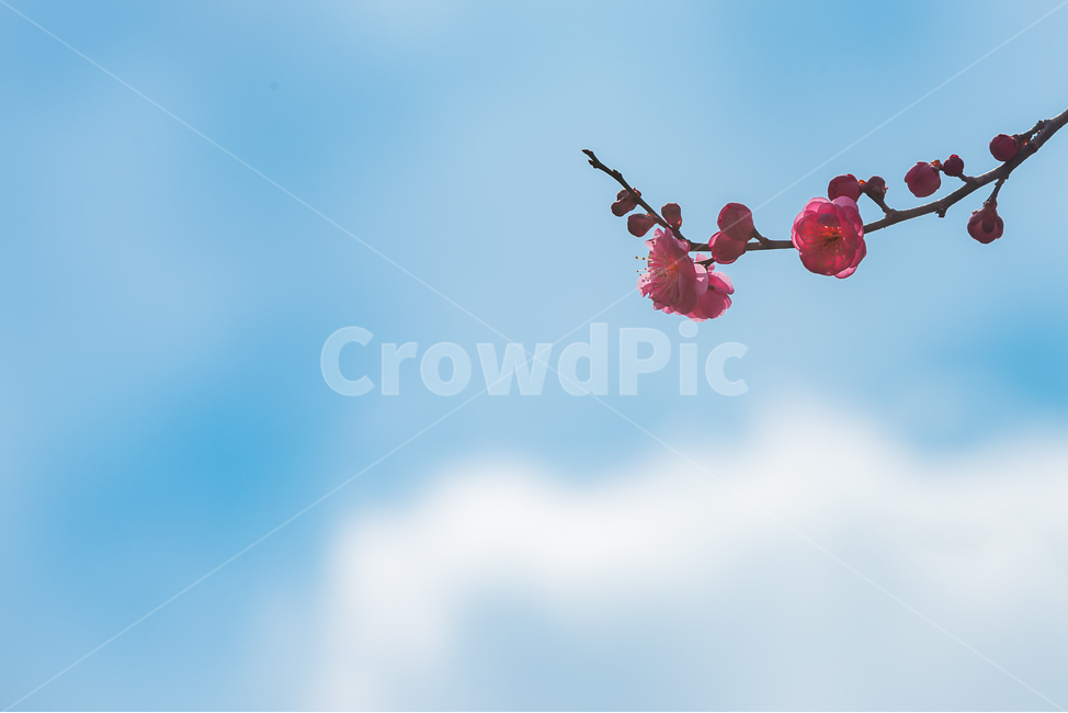 매화,봄,봄꽃,하늘,구름,분홍,풍경,식물,경치,나무,landscape,sky,cloud,flower,spring,blue,파랑,푸른하늘,감성,홍매,홍매화,봄,계절,spring,season,식물,자연,plants,nature,꽃,flower,leisure activities,레저 활동,adventure,모험,animal,동물,flying,나는,bird,새