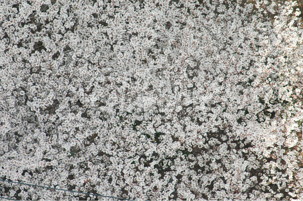 봄,벚꽃,풍경,나무,자연,식물,자연,plants,nature,꽃,flower
