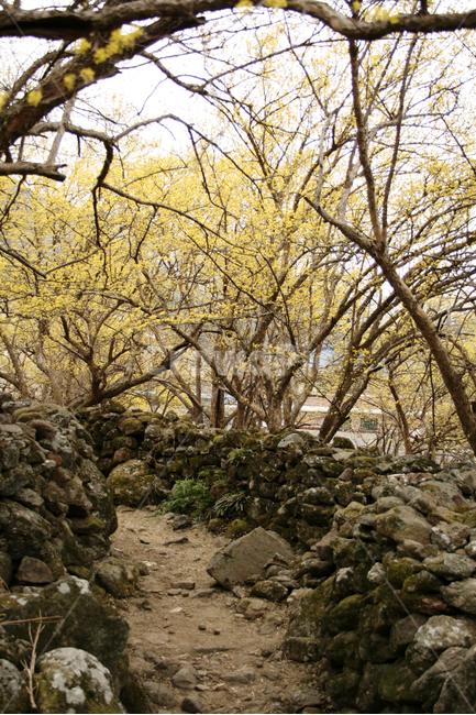 봄길,봄,돌담길,돌담,산수유,봄풍경,길,노란색,spring,flower,봄,계절,spring,season,자연,풍경,nature,landscape,한국자연풍경,한국자연경관,korea nature landscape,tree,나무,plant,식물,rubble,파편,ground,바닥