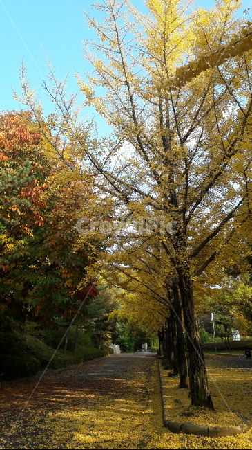가을,하늘,단풍,아름다움,울긋불긋,가을,계절,fall,autumn,season,tree,나무,plant,식물,tree trunk,나무 줄기