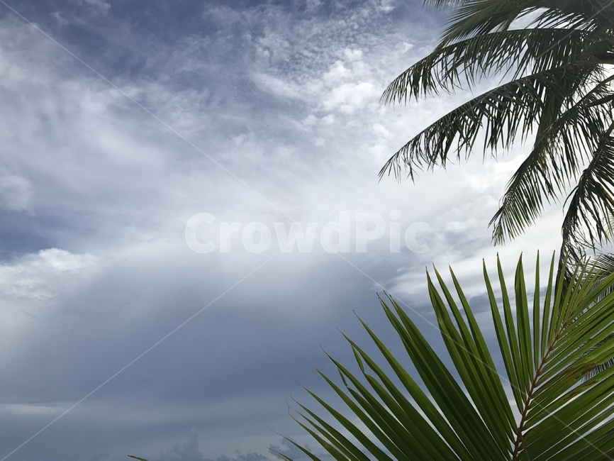 plant,식물,summer,여름,tropical,열대,야자,sky,하늘