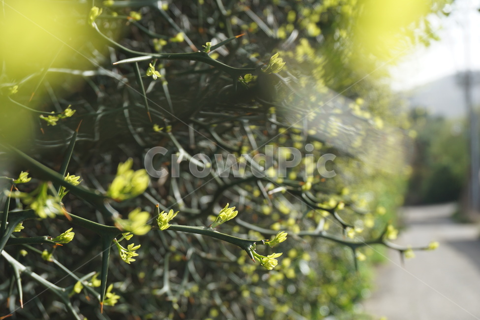 봄,4월,탱자나무,탱자나무가시,새순,연두색,녹색,가시,봄,계절,spring,season,식물,자연,plants,nature,plant