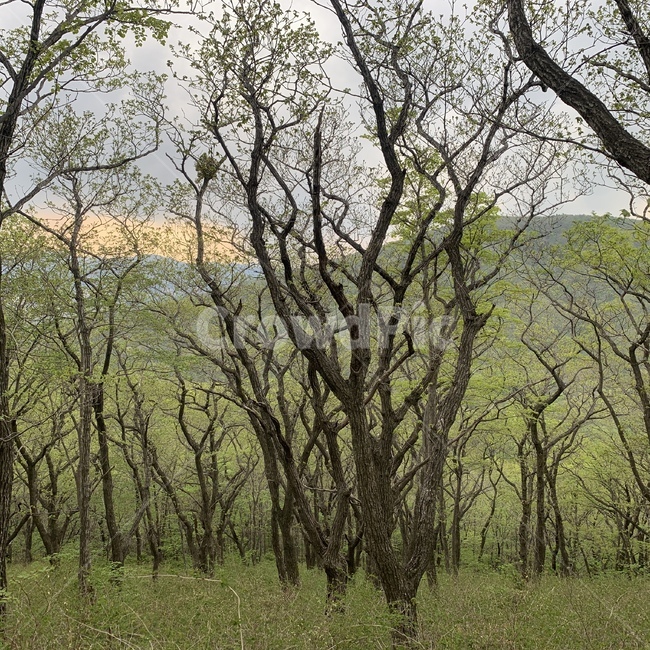 초록색,산,그린,나무줄기,tree,자연,풍경,nature,landscape,나무,plant,식물,tree trunk,나무 줄기