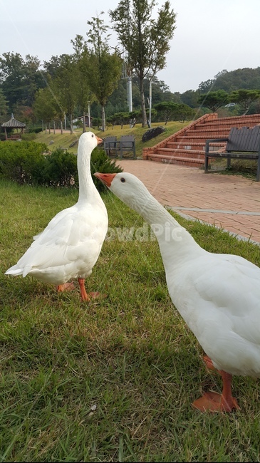 오리,거위,동물,자연,잔디밭,조류,공원,park,grass,두마리,goose,duck,동물,animal,조류,새,birds