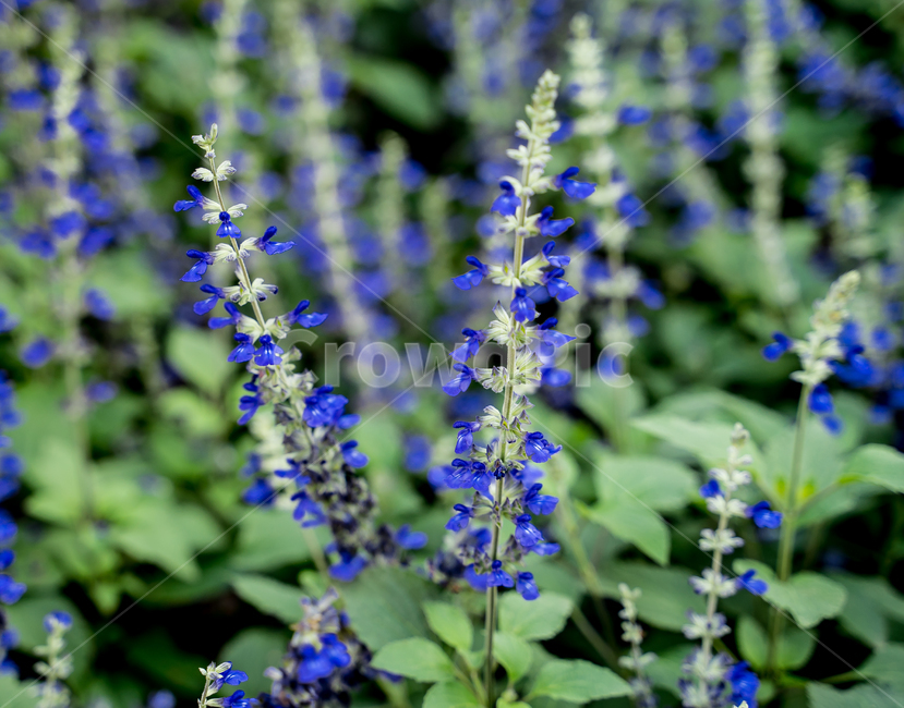 꽃,flower,purple,지중해꽃,파란색꽃,그리스꽃,풀,나무,라벤터,파란색,파란꽃,들꽃,leap,forest,tree,잎,식물,자연,plants,nature,꽃,flower