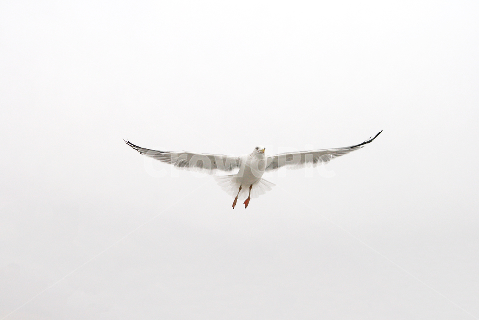 갈매기,새,날개,조류,동물,깃털,날다,자연,animal,bird,하늘,누끼,동물,animal,조류,새,birds
