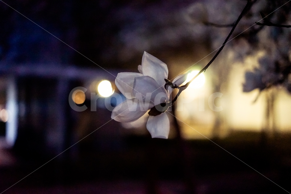 목련,밤,꽃,한송이,아련,감성,밤목련,배경화면,바탕화면,wallpaper,배경,식물,자연,plants,nature,봄,계절,spring,season,꽃,flower,야경,밤,풍경,nightscape,night,landscape,plant,blossom,petal,꽃잎