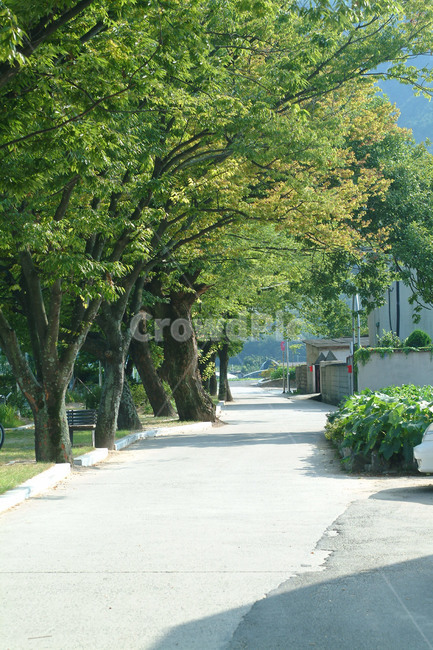 가로수,시골,여름,고목,길