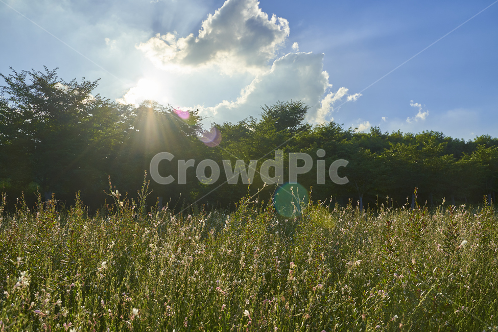 하늘,숲,햇빛,구름,빛내림,밭,풀밭,올림픽공원,햇살,자연,풍경,nature,landscape,light,빛,flare,플레어,outdoors,옥외
