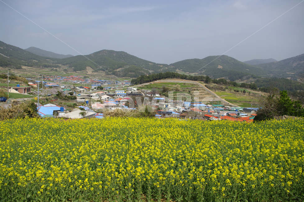 유채꽃,꽃밭,꽃,flower,계절,봄,spring,하늘,구름,풍경,마을,산,시골,청산도,봄,계절,spring,season,시골,마을,풍경,landscape,country,rural,town,nature,자연,outdoors,옥외,grassland,목초지,field,들