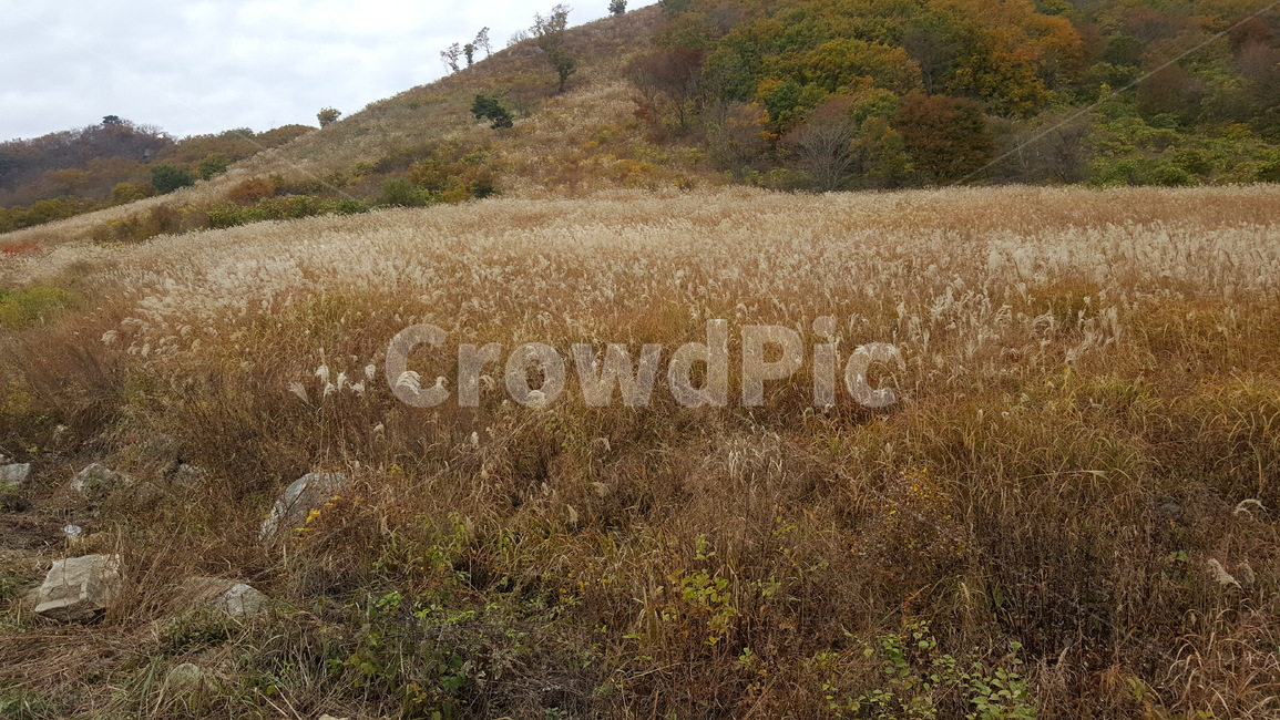 nature,자연,outdoors,등산,억새풀,가을,산,mountain,식물,자연,풍경,nature,landscape