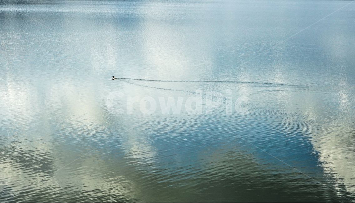 호수,오리,흔적,반영,투영,동물,자연,풍경,nature,landscape,동물,animal,조류,새,birds,water,물,outdoors,옥외