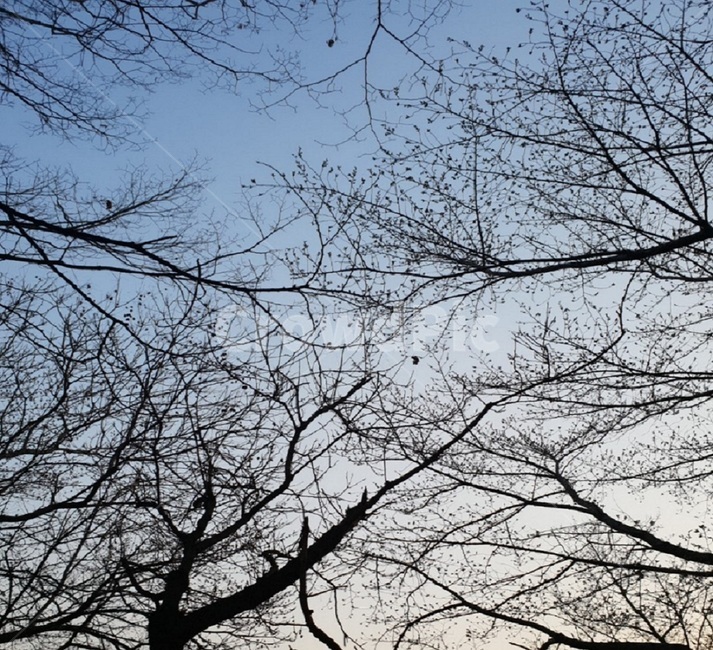 겨울,tree,추운날,winter,나무가지