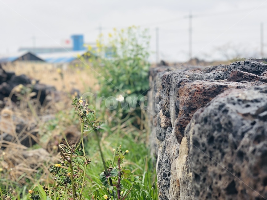 돌,꽃,풀,울타리,하늘,rock,flower,fence,sky,grass,자연,nature,현무암,basalt,자연,풍경,nature,landscape,제주도,jeju,jeju island,plant,식물