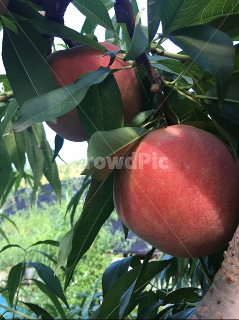 과일,복숭아,나무,잎,자연,핑크,녹색,농장,잎사귀,pink,fruit,peach,sweet,달콤한,leaf,tree,nature,farm,야외,교외,성장,growth,계절,여름