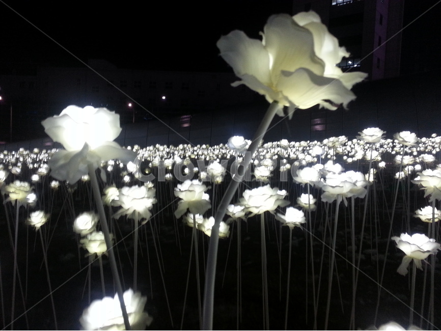 꽃,led꽃,ledflower,flower,야경,nightview,풍경,landscape,장미,rose,야경,밤,풍경,nightscape,night,landscape,꽃,flower