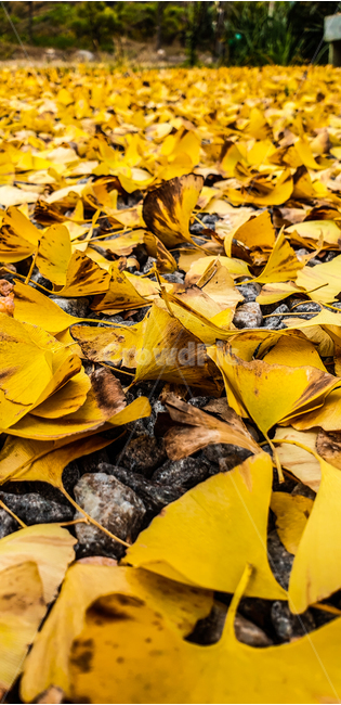 plant,식물,은행잎,낙옆,은행,노란색,노란나뭇잎,가을,계절,fall,autumn,season,leaf,잎