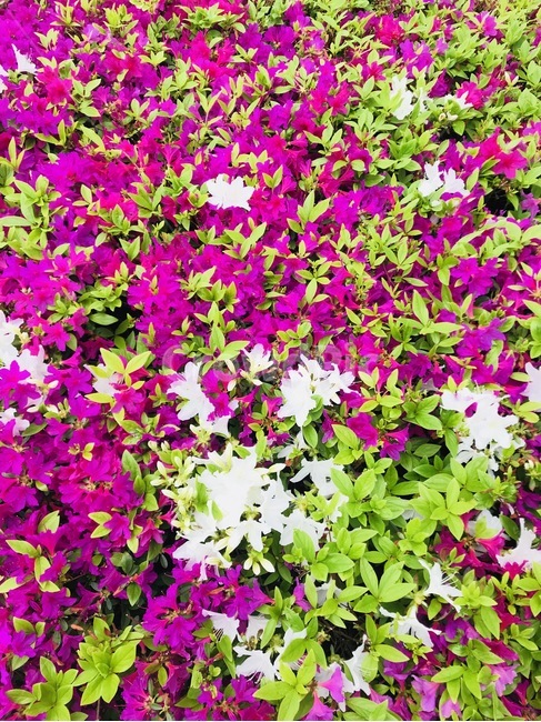 flower,자연,플라워,식물,꽃,식물,자연,plants,nature,꽃,flower
