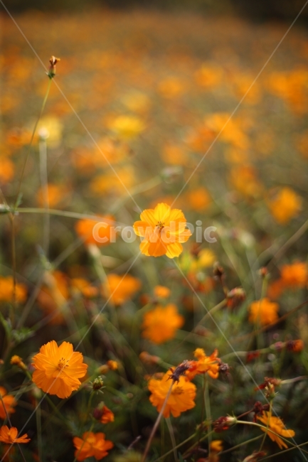 가을,꽃,들꽃,풍경,fall,flower,가을,계절,fall,autumn,season,식물,자연,plants,nature,꽃,flower,plant