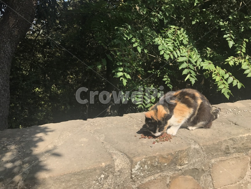 고양이,길고양이,동물,cat,animal,햇살,일광욕,야옹이,냐옹이,kitty