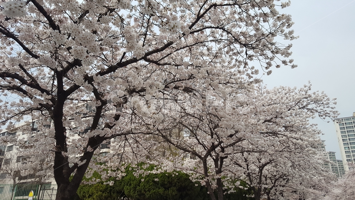 벚꽃,벚꽃나무,벚꽃길,우리동네,봄,봄,계절,spring,season,자연,풍경,nature,landscape,plant,식물,flower,꽃,blossom