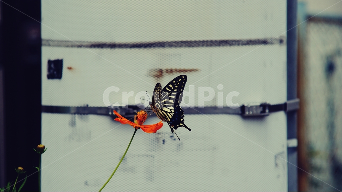 나비,꽃,호랑나비,butterfly,flower,식물,자연,plants,nature,꽃,flower,동물,animal,곤충,벌레,insect,bug