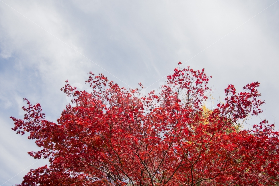 단풍,가을,낙엽,하늘,빨강,가을,계절,fall,autumn,season,식물,자연,plants,nature,나무,trees,wood,tree,plant,maple,leaf,잎