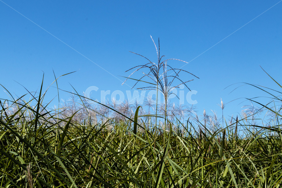 하늘공원억새,억새풀,억새,억새밭,억새풀밭,하늘공원억새풀,식물,자연,plants,nature