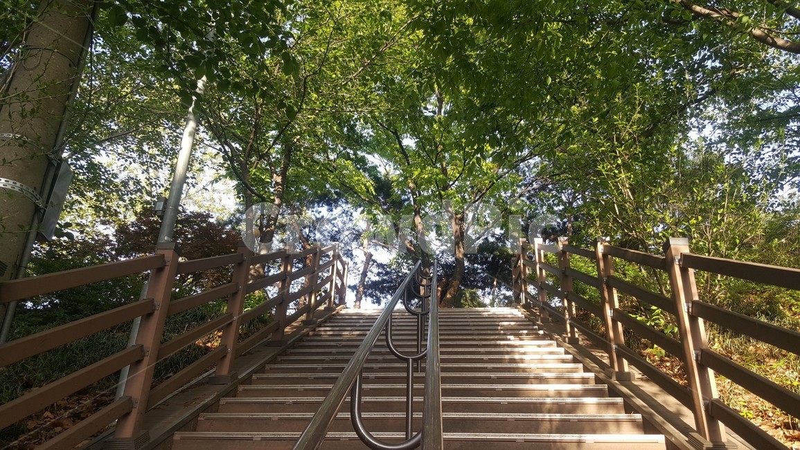 여름,계단,저녁,나무,tree,자연,풍경,nature,landscape
