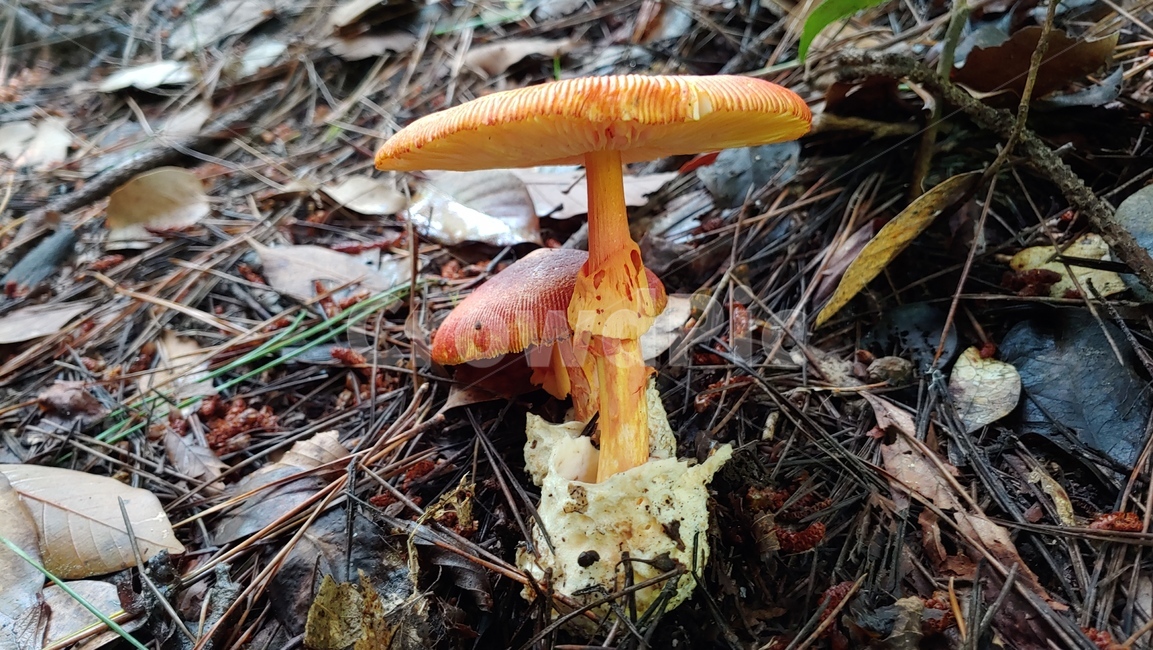 버섯,야생버섯,독버섯,afieldmushroom,setas,버섯,mushroom