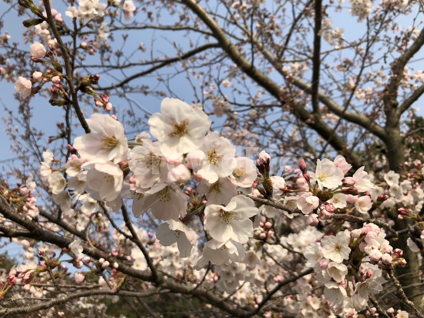 plant,식물,blossom,flower,꽃,cherryblossom,벚꽃,식물,자연,plants,nature,꽃,flower