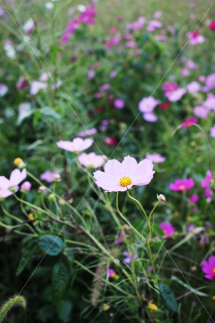 가을,코스모스,꽃,생생함,초록,분홍,가을,계절,fall,autumn,season,식물,자연,plants,nature,꽃,flower,감성,sensible,feeling,plant,petal,꽃잎,blossom
