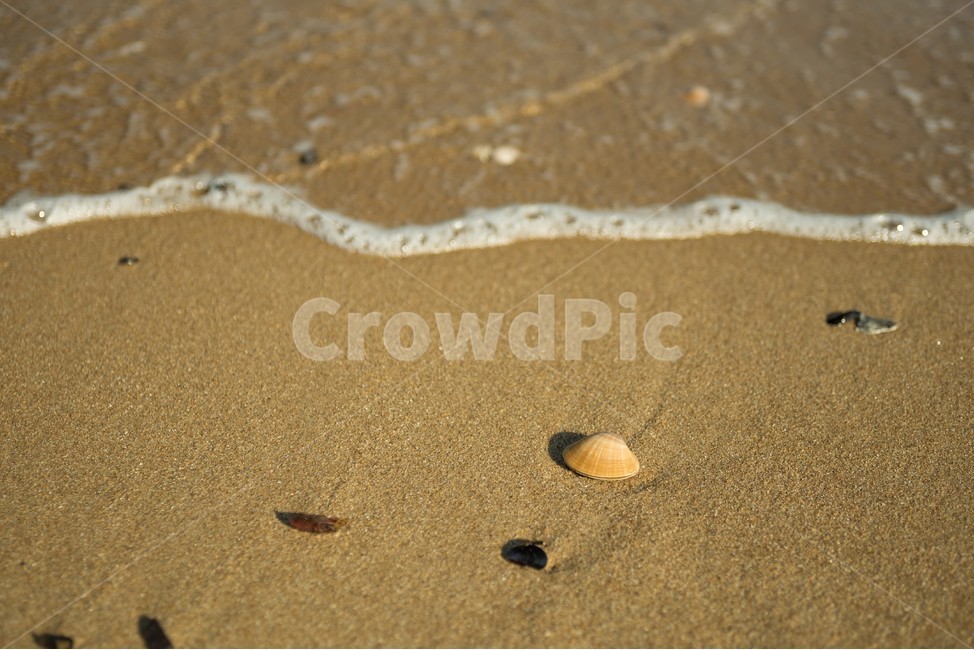 tide,Gwangalli,nature,seashell,Gwangalli Beach,sand,Beach,ocean,busan,sandy beach,clam,white sand beach