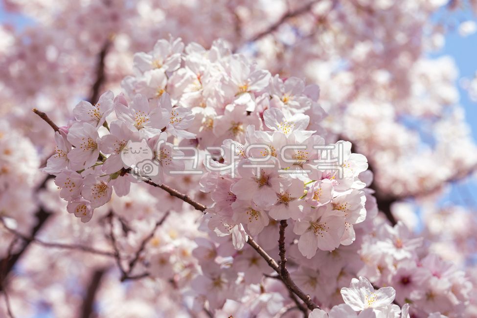 cherry blossoms,flowers,spring,season,cherry tree,tree,spring,sakura,the smell of spring,cherry blossom festival,flower tree,spring outing,spring flowers,blooming,cherry blossom blooming,flower buds