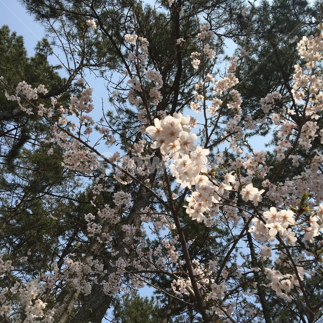 벚꽃,즐거움,봄,피크닉,소풍,행복,봄,계절,spring,season,식물,자연,plants,nature,꽃,flower,plant,blossom