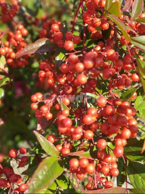 plant,식물,남천,남천죽,열매,붉은열매,남천죽자,과일,열매,fruit