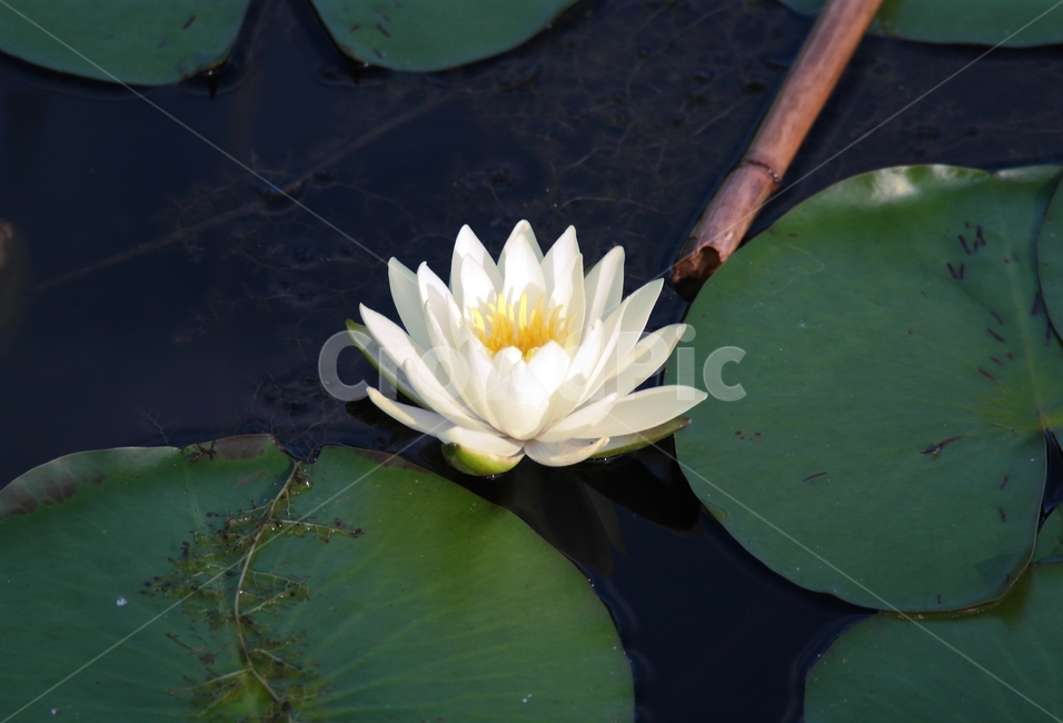 꽃,연꽃,자연,식물,풍경,식물,자연,plants,nature,꽃,flower
