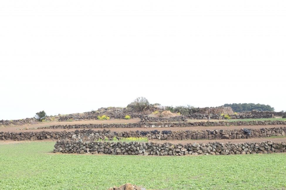 제주도,돌담,밭,여행,시골,자연,풍경,nature,landscape,한국자연풍경,한국자연경관,korea nature landscape,제주도,jeju,jeju island,outdoors,옥외,field,들,grassland,목초지,rural,농촌,farm,농장