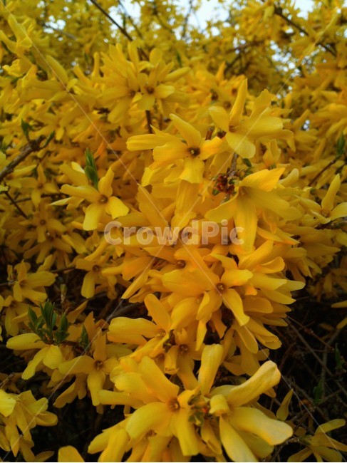 plant,식물,개나리,봄꽃,노란,노란꽃,flower,식물,자연,plants,nature,꽃,flower