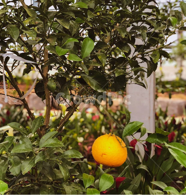 식물원,실내,plant,식물,fruit,과일,food,음식,citrusfruit,귤,감귤,과일,열매,fruit