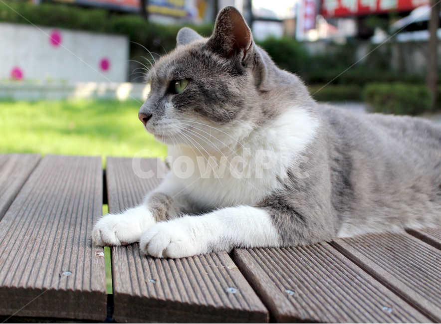 고양이,길고양이,클로즈업,귀여운,공원,배경,날카로운,예쁜,자연스러운,동물,동물,animal,포유류,mammal,고양이,cat,kitten,kitty