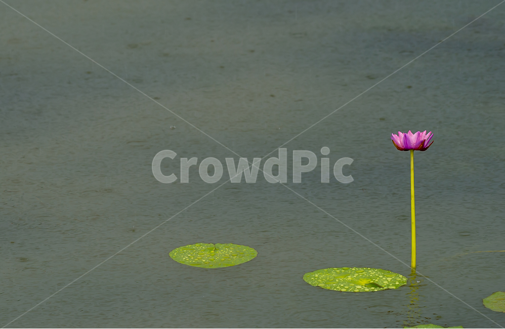 비,수련,연꽃,한송이,7월,식물,자연,plants,nature,꽃,flower,비,비오는날,rain,rainy