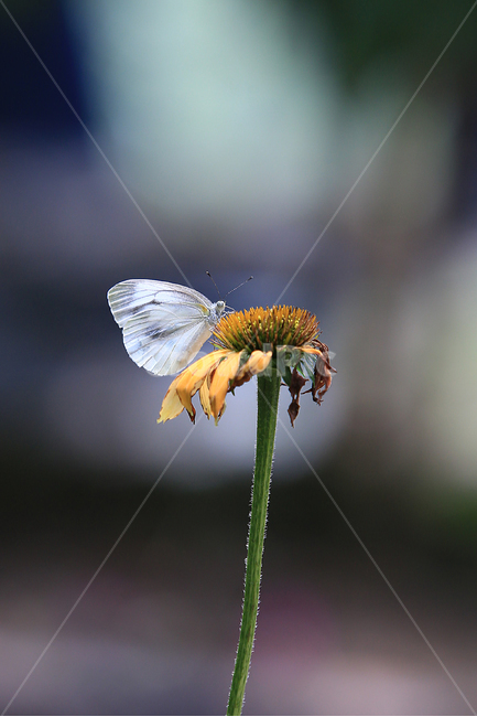 나비,배추흰나비,흰나비,서울숲,나비정원,butterfly,whitebutterfly,식물,자연,plants,nature,꽃,flower,동물,animal,곤충,벌레,insect,bug