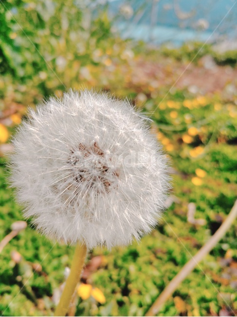 꽃,봄,희망,민들레,봄꽃,식물,봄,계절,spring,season,식물,자연,plants,nature,꽃,flower,plant,blossom,dandelion