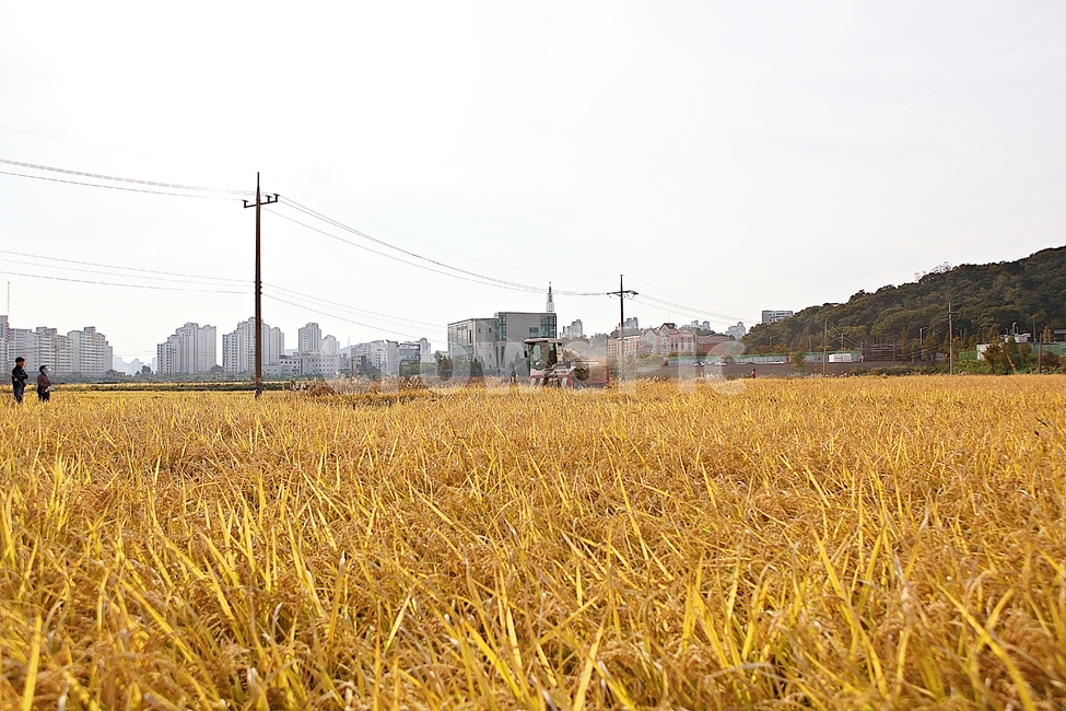 콘바인,농기계,벼타작,추수,수확,결실,벼,쌀,곡식,자연,풍경,식물,음식,식재료,짚,농업,농촌,농사,곡류,곡식,cereals,농업,농사,agriculture,farming,farming industry